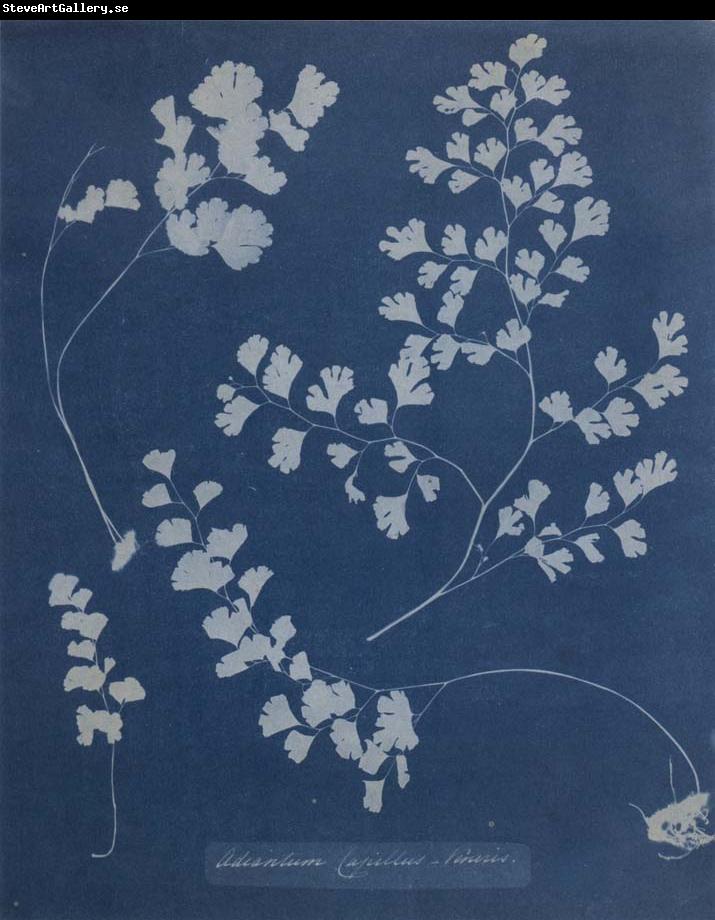 Anna Atkins Adiantum Capillus Venerum